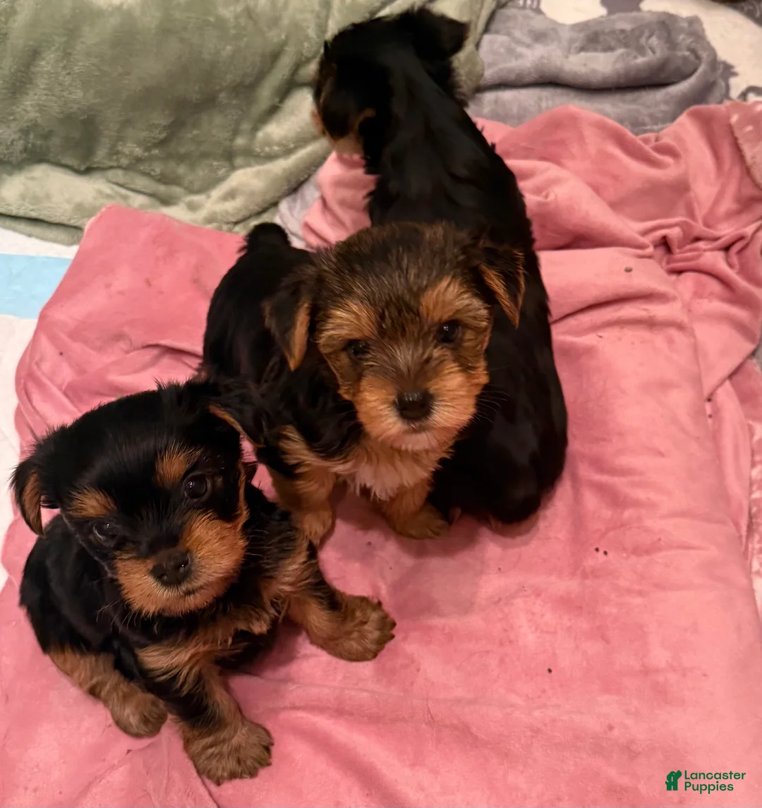Yorkshire Terrier dogs for sale: Mariah - Yorkshire Terrier Puppy 4 - Ad 2