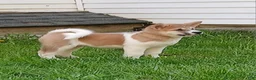 Akita dogs for sale:  Ginko - Ad 2