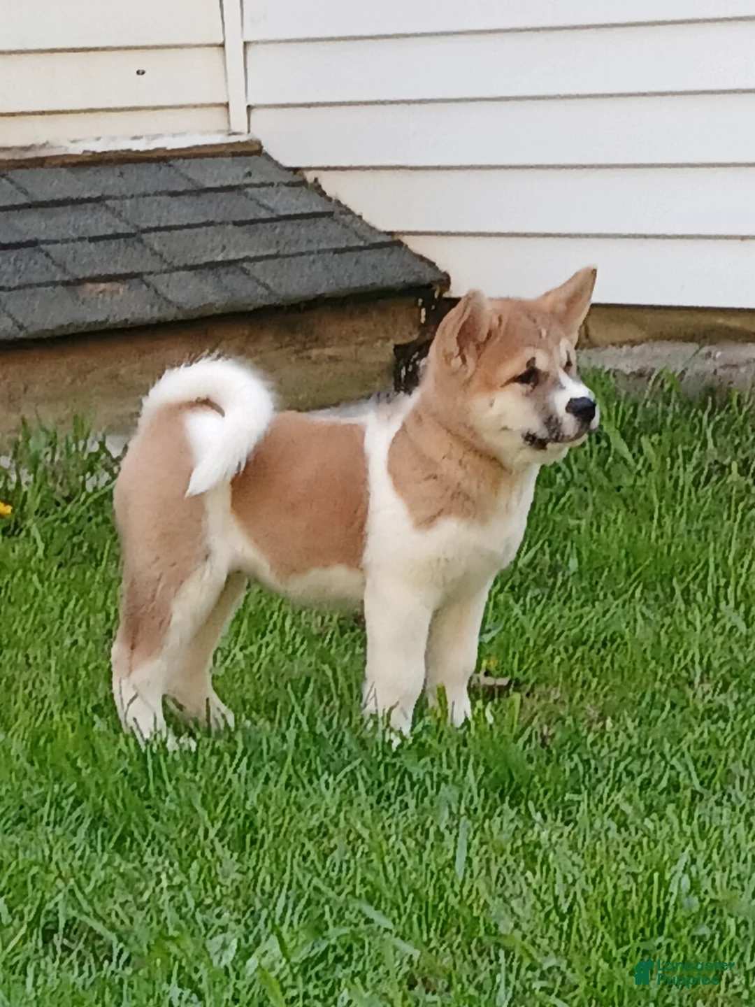 Akita dogs for sale:  Ginko - Ad 2
