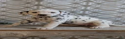 Dalmatian dogs for sale: Kylie - Ad 2