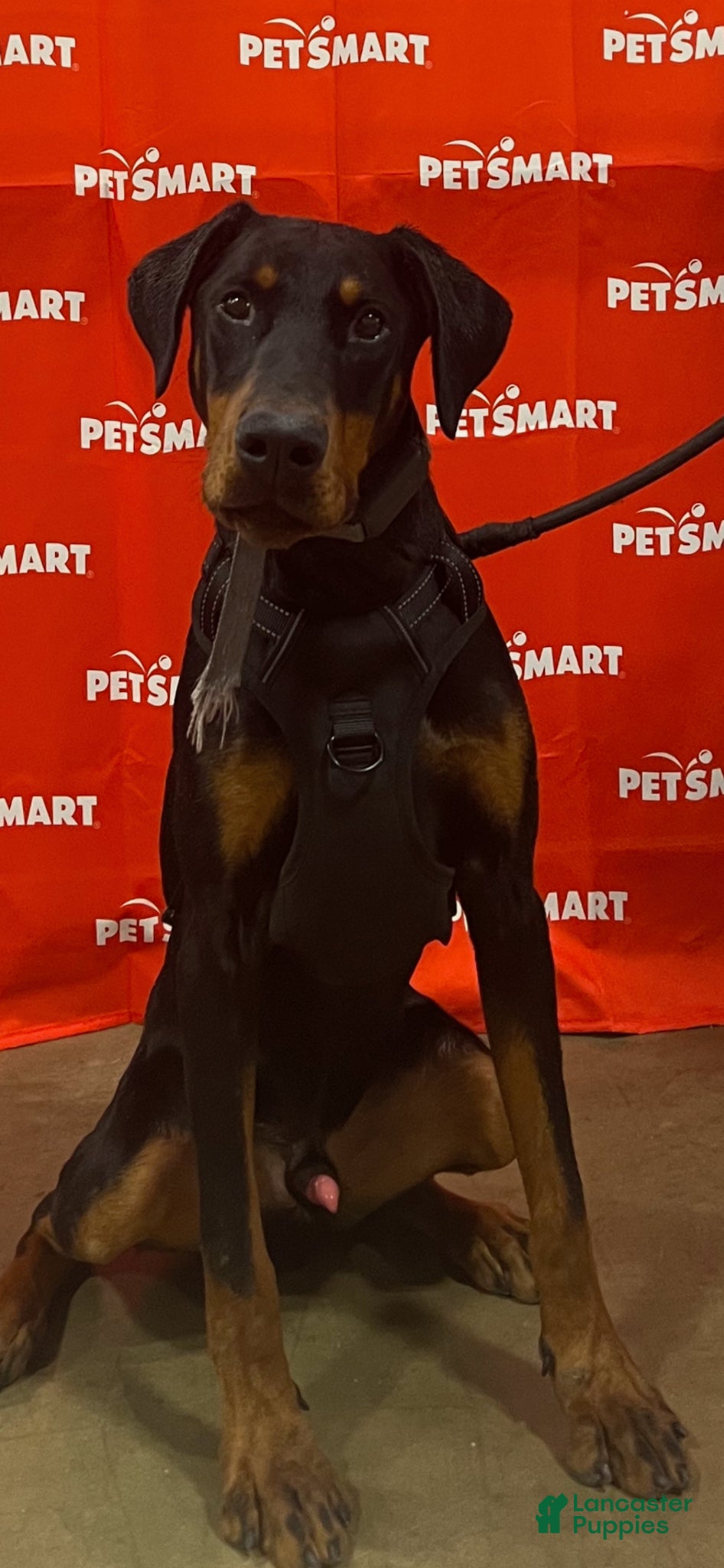 Doberman Pinscher dogs Doberman Pinscher Puppy 1 - Ad 37