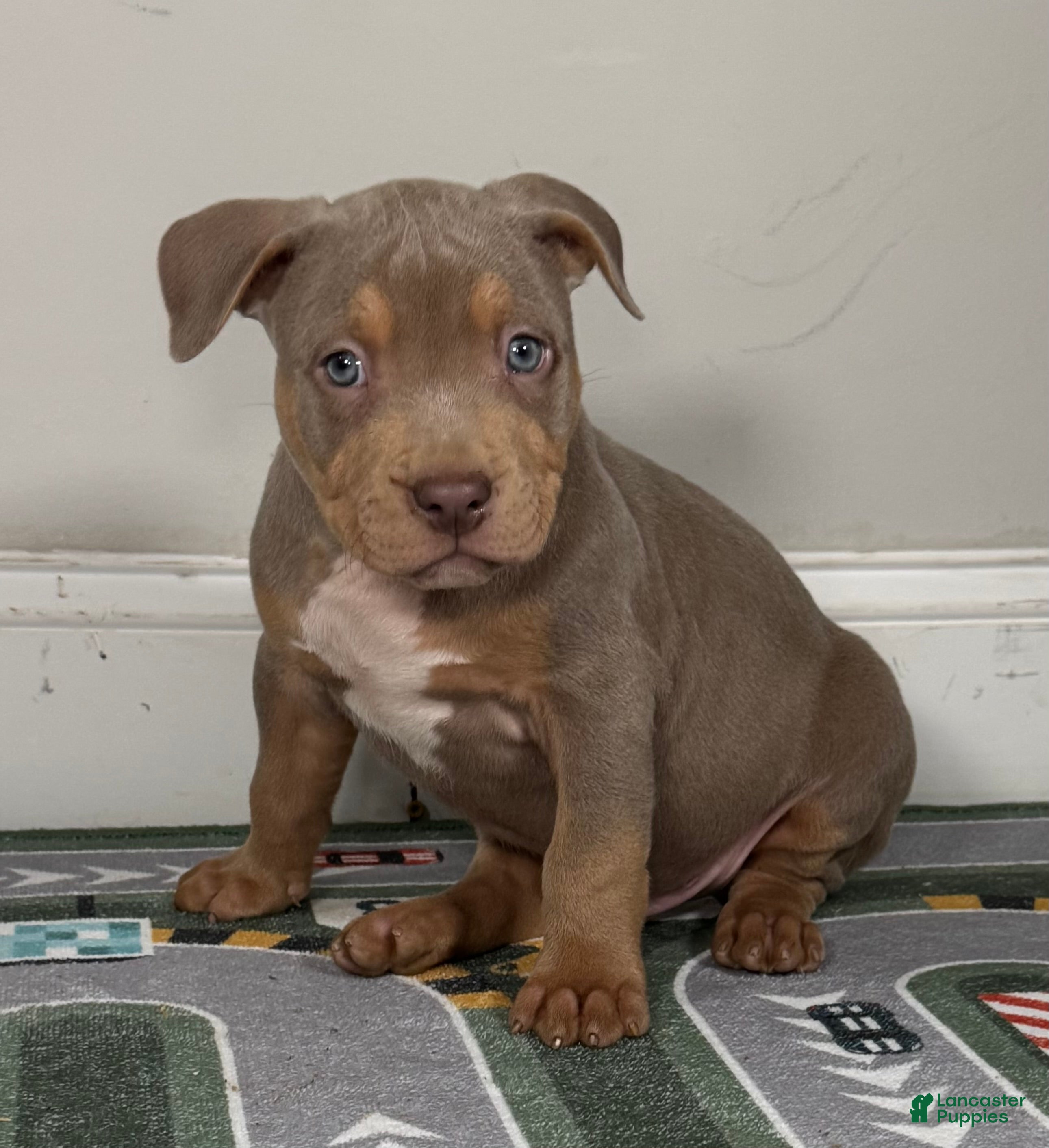 American Bully dogs King  - Ad 35