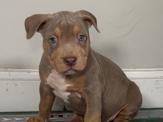 American Bully dogs King - Ad 32