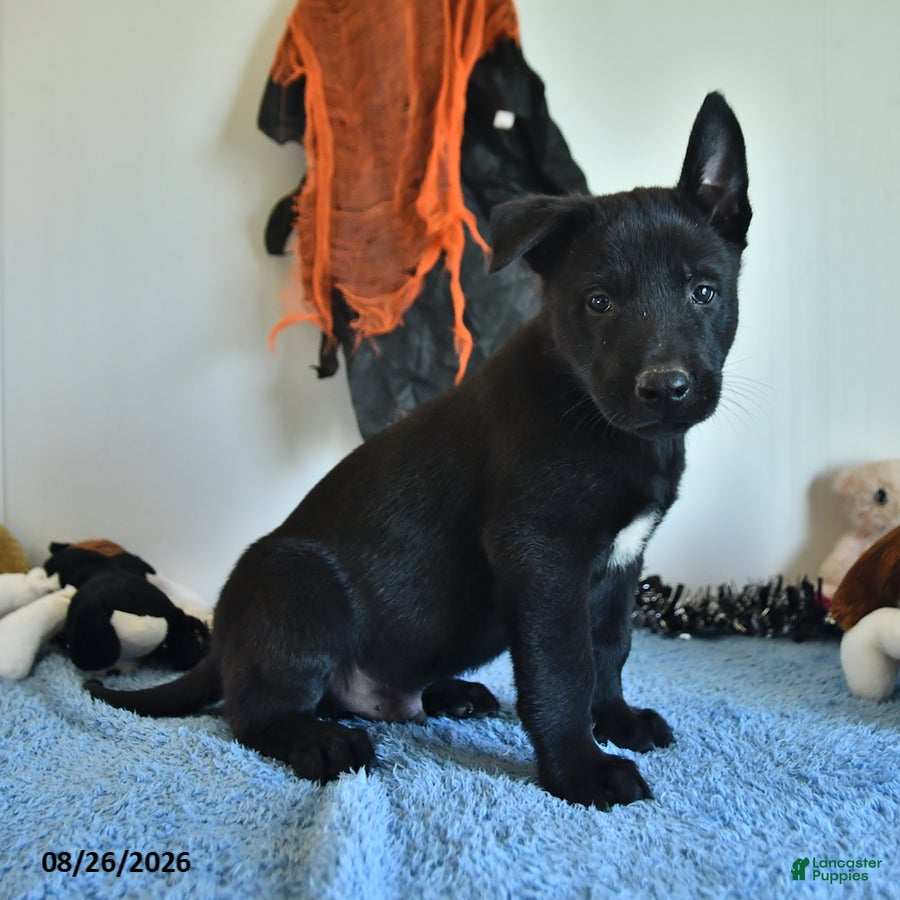 Belgian Malinois dogs Ron  - Ad 1