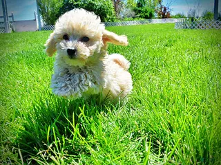 Havapoo dogs Nacho - Ad 2