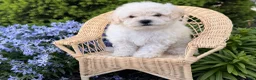 Bichpoo dogs for sale: Mandy  - Ad 1