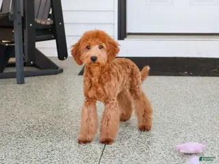 Mini Goldendoodle dogs Dora - Ad 29