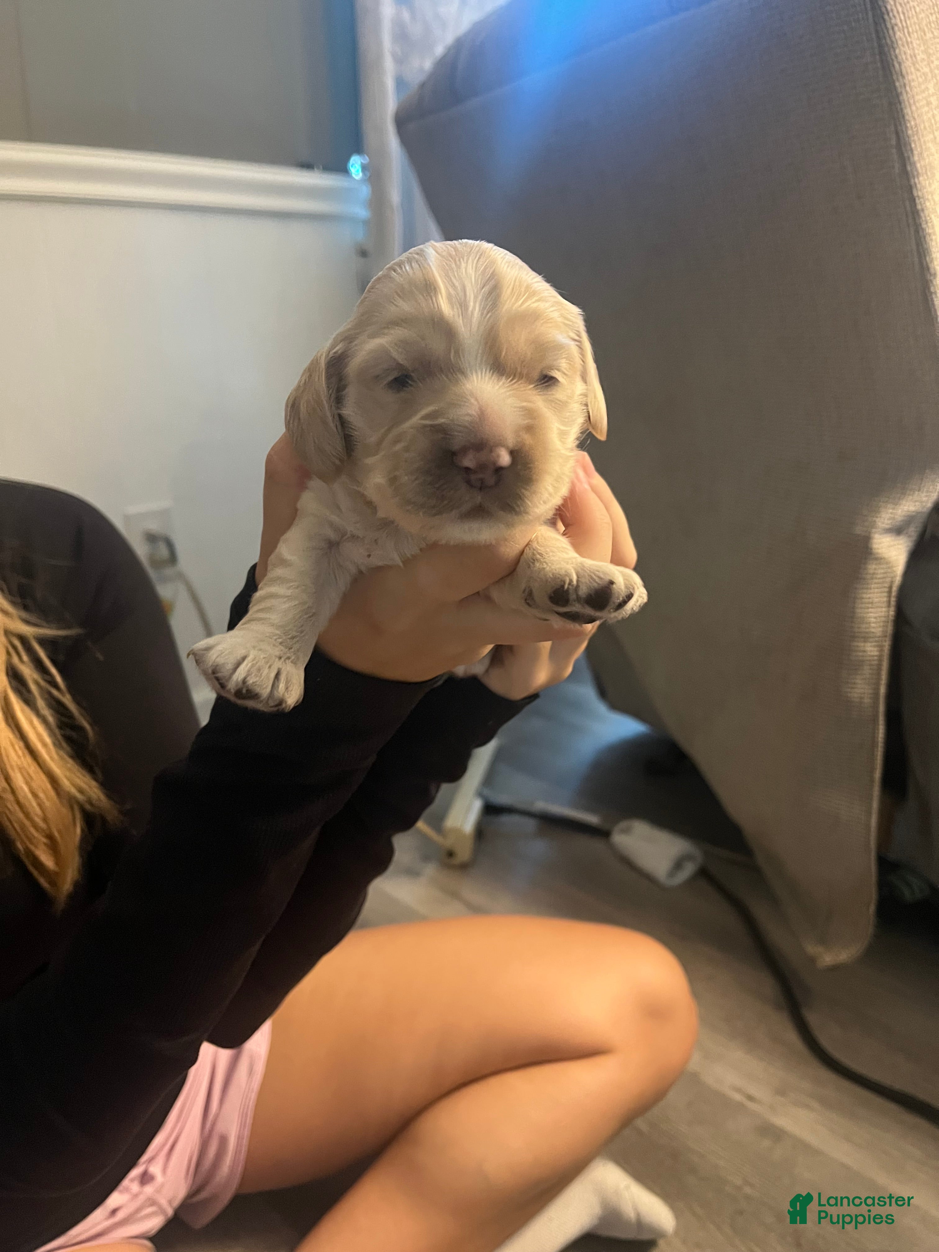 Cocker Spaniel dogs for sale: Cocker Spaniel 3 - Ad 1