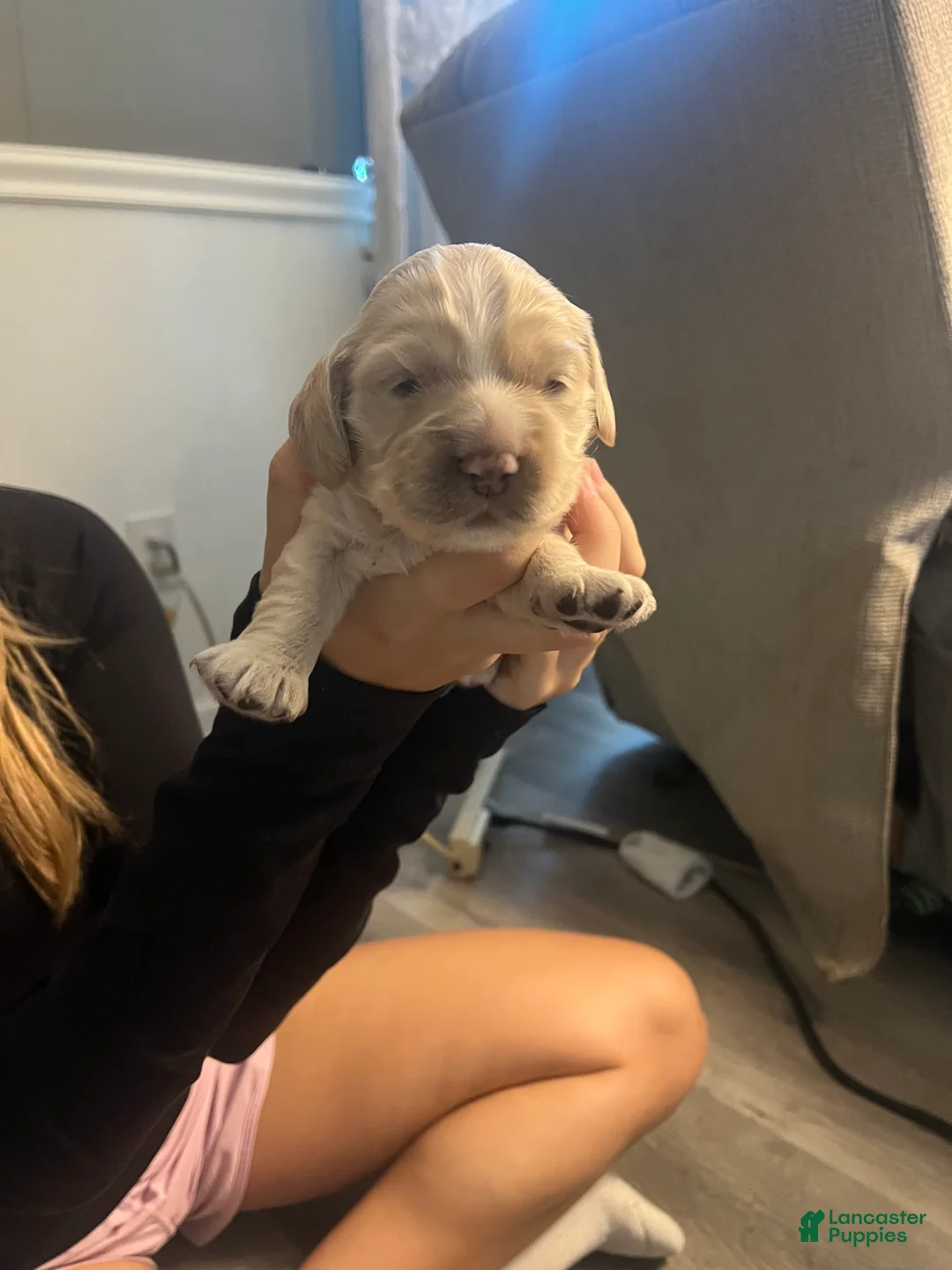 Cocker Spaniel dogs for sale: Cocker Spaniel 3 - Ad 1