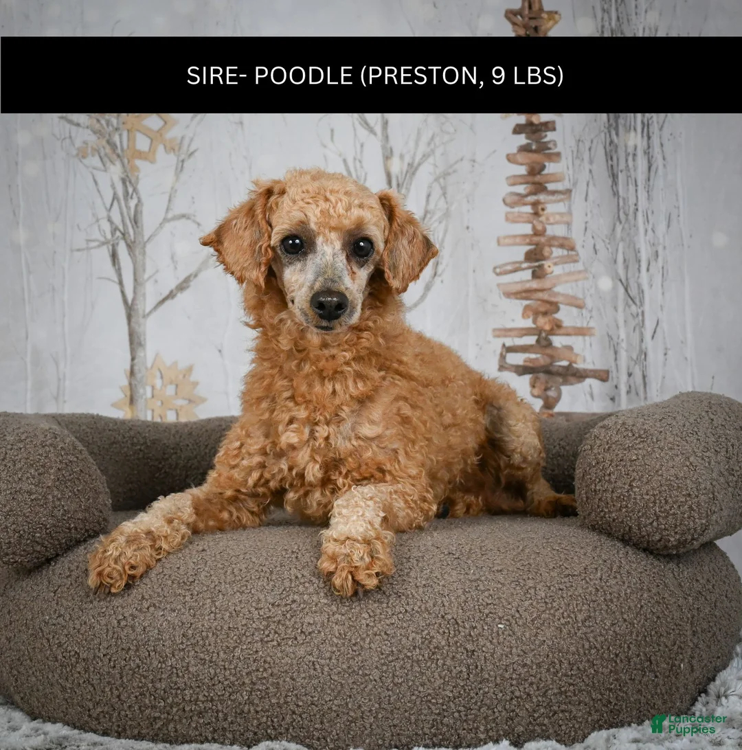 Miniature Poodle dogs for sale: Leo - Ad 15