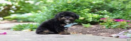 Cavapoo dogs for sale: Lil Bear - Ad 5