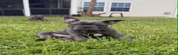 French Bulldog dogs for sale: French Bulldog Male - Snickers - Ad 4
