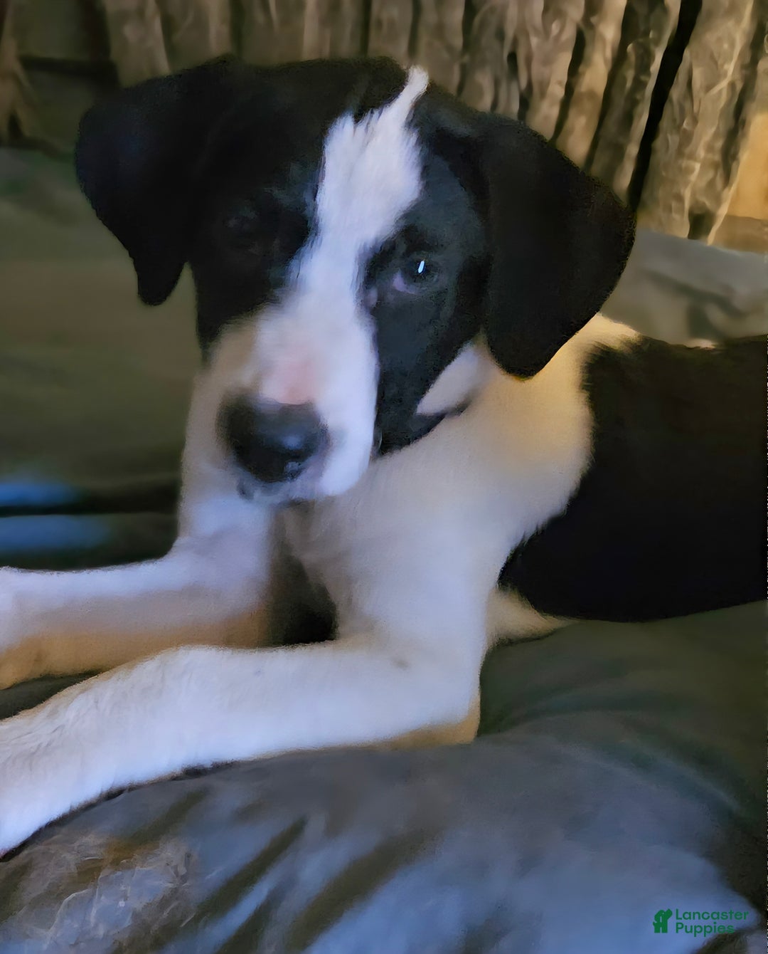 Border Collie dogs for sale: Dolly - Ad 4