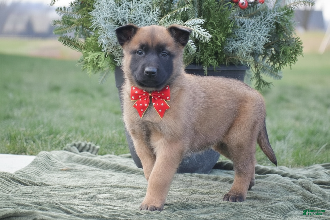 Belgian Malinois dogs for sale: Rhett - Ad 1