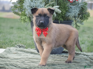 Belgian Malinois dogs Rhett - Ad 6