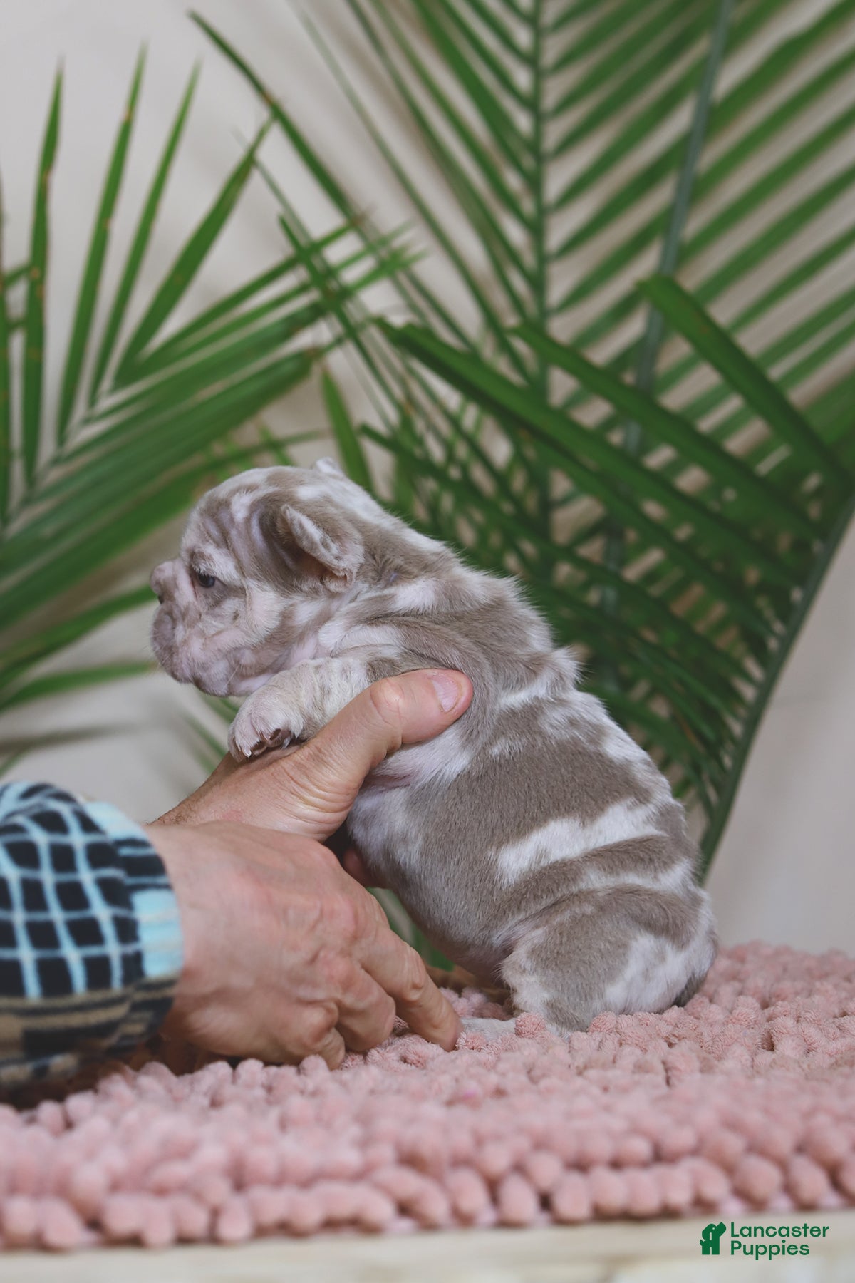 French Bulldog dogs REGINA - Ad 2