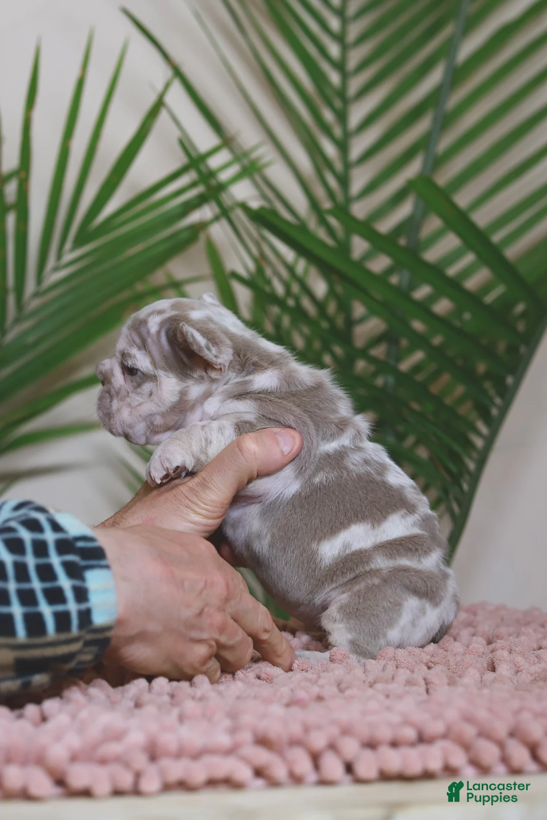 French Bulldog dogs for sale: REGINA - Ad 2