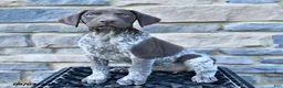 German Shorthaired Pointer dogs for sale: Remi  - Ad 4