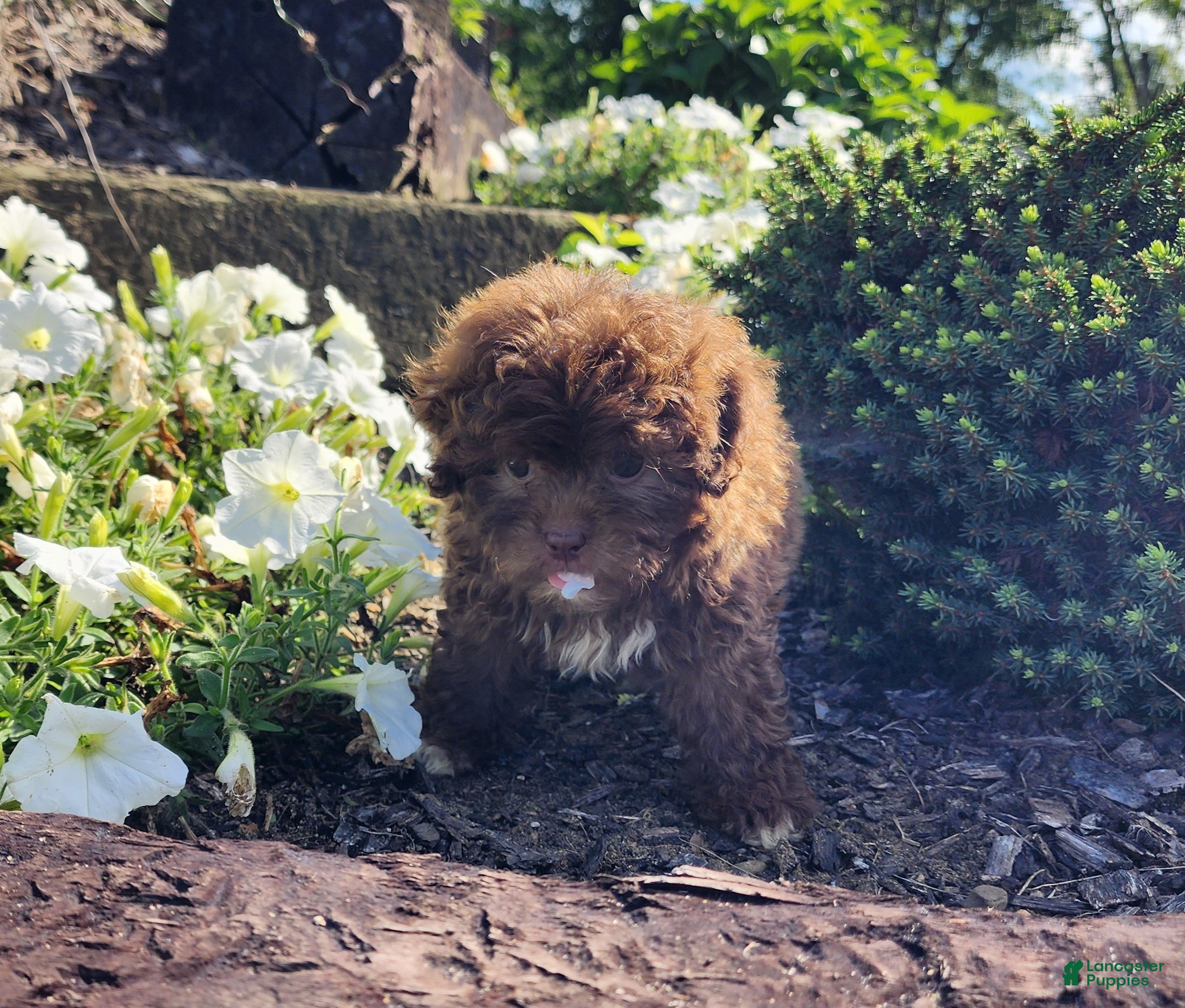 Shihpoo dogs Lucky - Ad 39