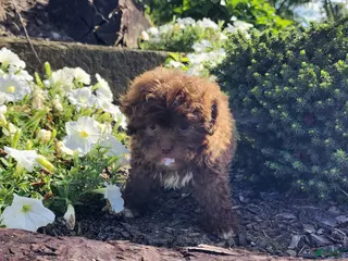 Shihpoo dogs Lucky - Ad 39