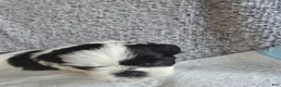 Shih Tzu dogs for sale: Peppa - Ad 3