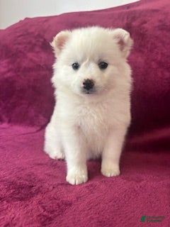 American Eskimo dogs for sale: Casey - Ad 2