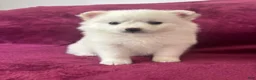 American Eskimo dogs for sale: Casey - Ad 1