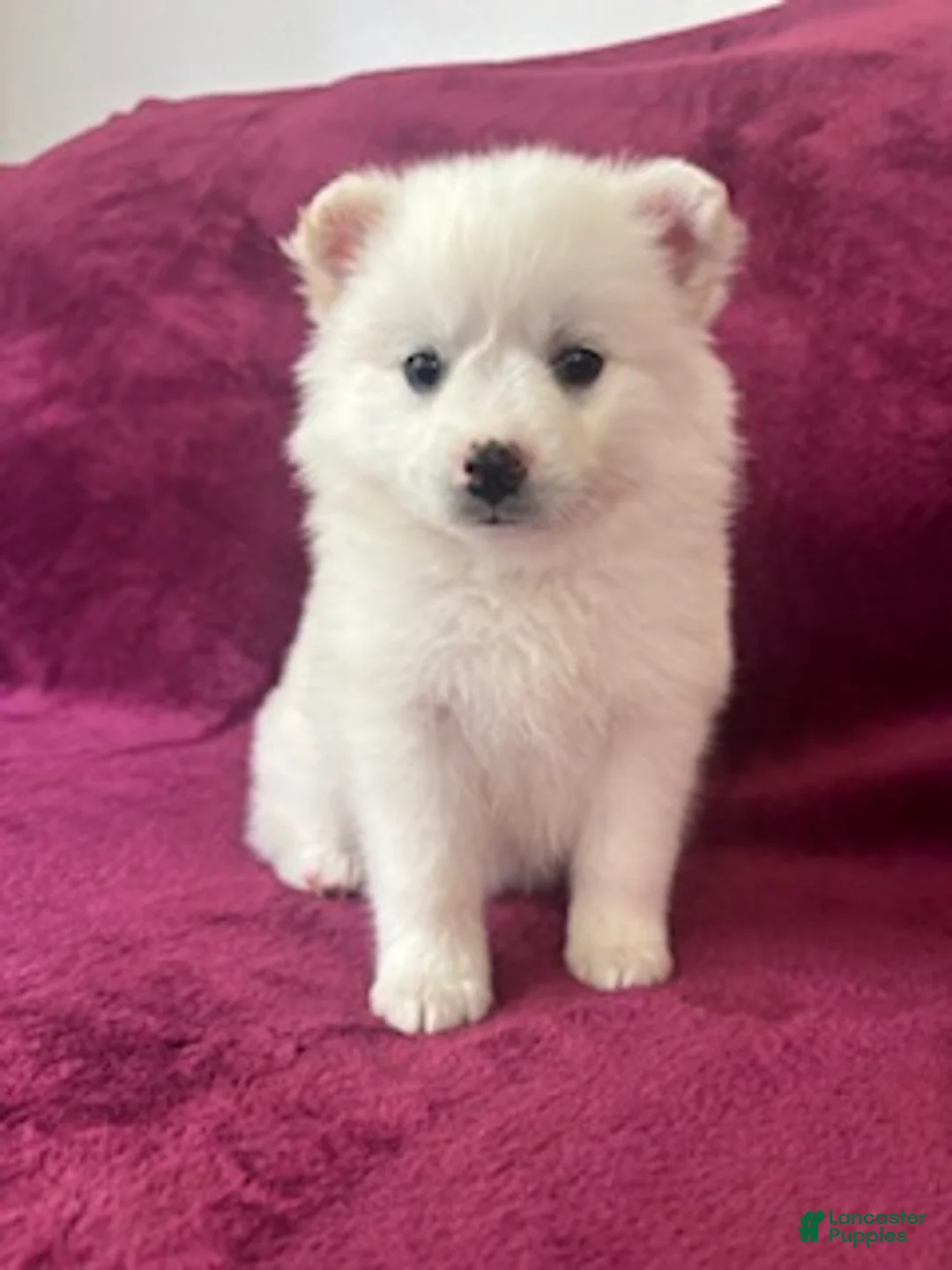 American Eskimo dogs for sale: Casey - Ad 1
