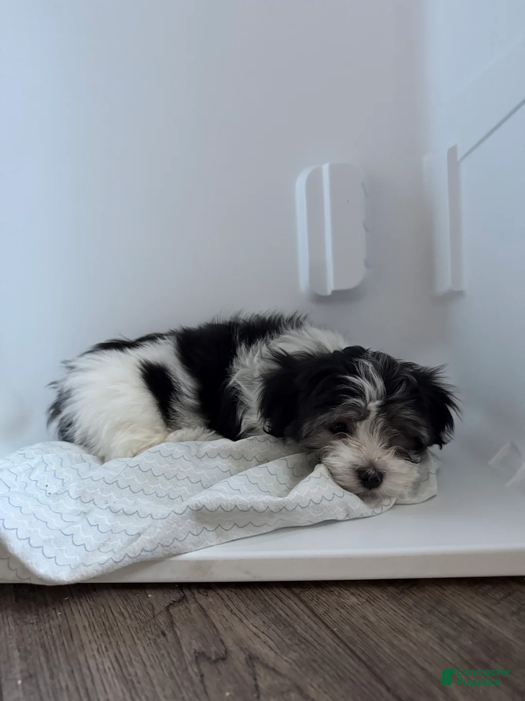 Malshi dogs for sale: Malshi 4 - Ad 2