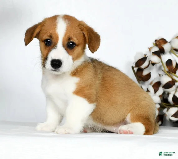 Gallery Image {{count}}