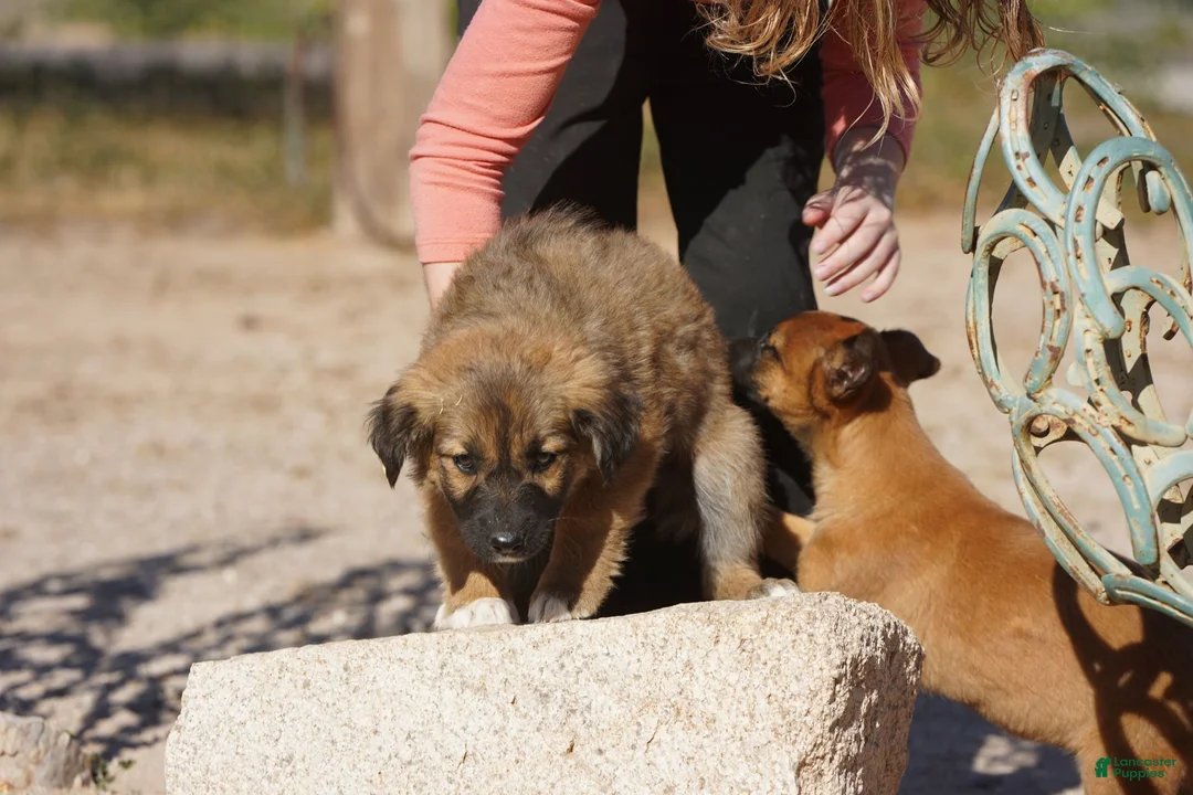 Mixed Breed dogs for sale: Toes F Sable - Ad 5