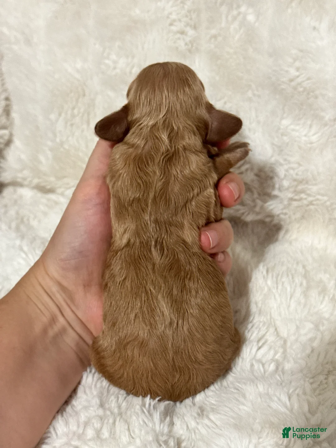 Cavapoo dogs for sale: Teddy - Ad 2