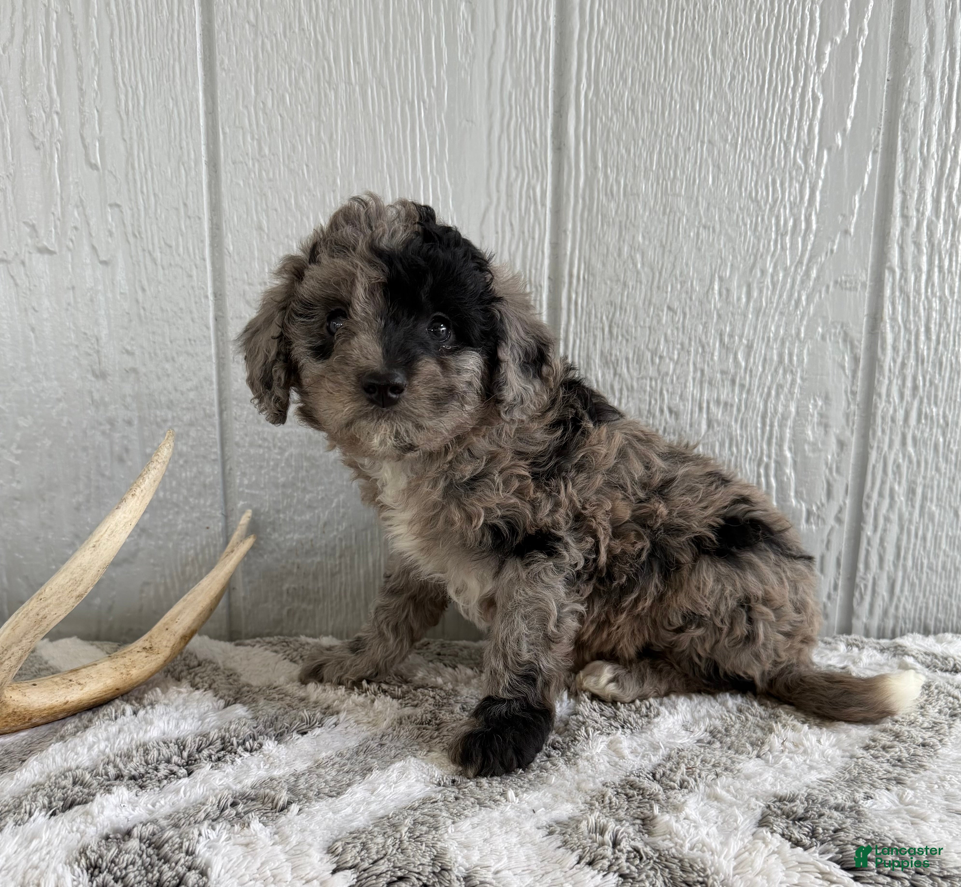 Mini Bernedoodle dogs Sadie - Ad 2