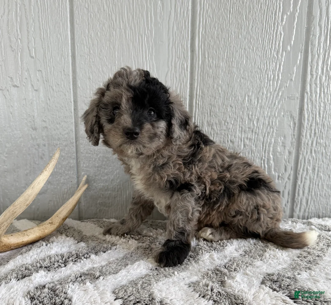 Mini Bernedoodle dogs for sale: Sadie - Ad 2