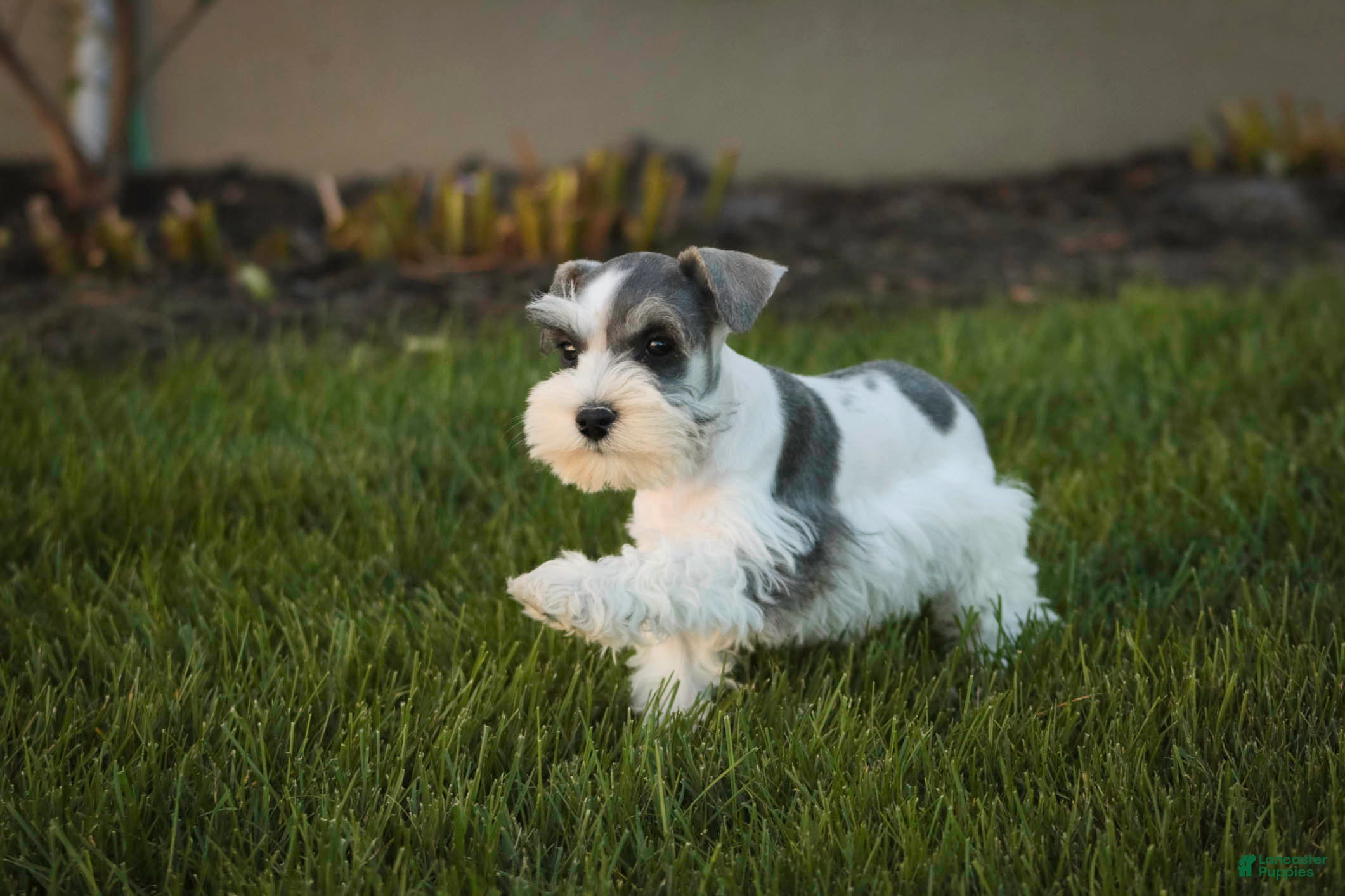 Miniature Schnauzer dogs Magnolia Miniature Schnauzer - Ad 2