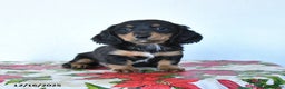 Miniature Dachshund dogs for sale: Bear - Ad 2