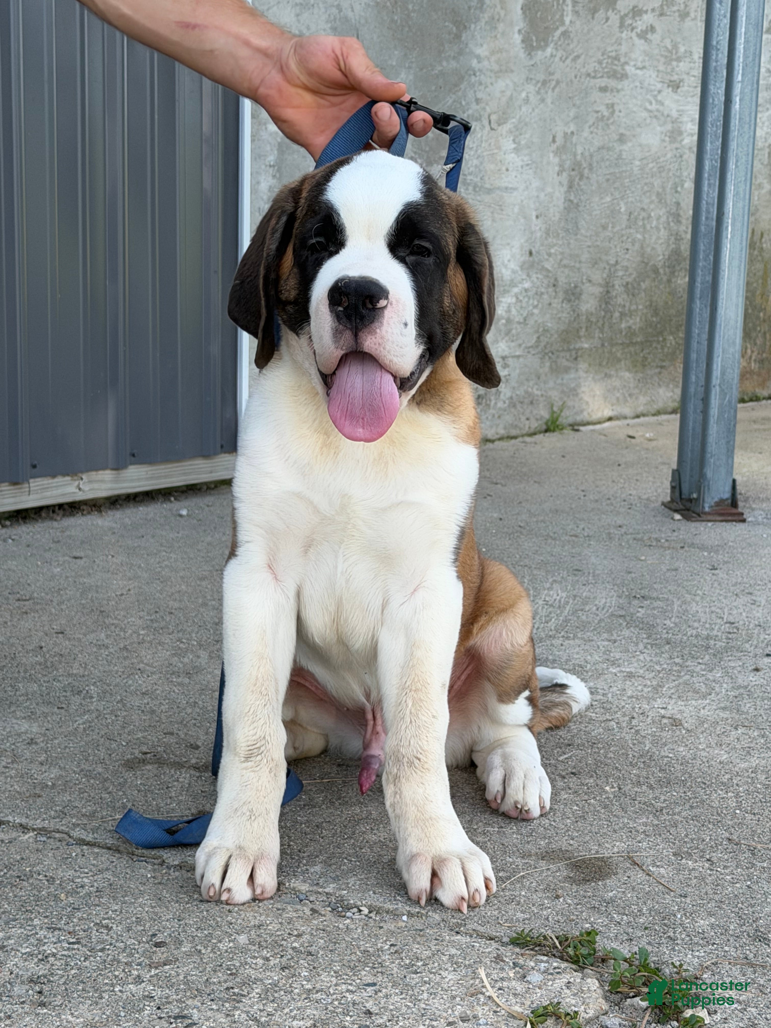 Saint Bernard dogs Boogie bear  - Ad 1