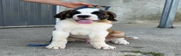 Saint Bernard dogs for sale: Boogie bear  - Ad 1