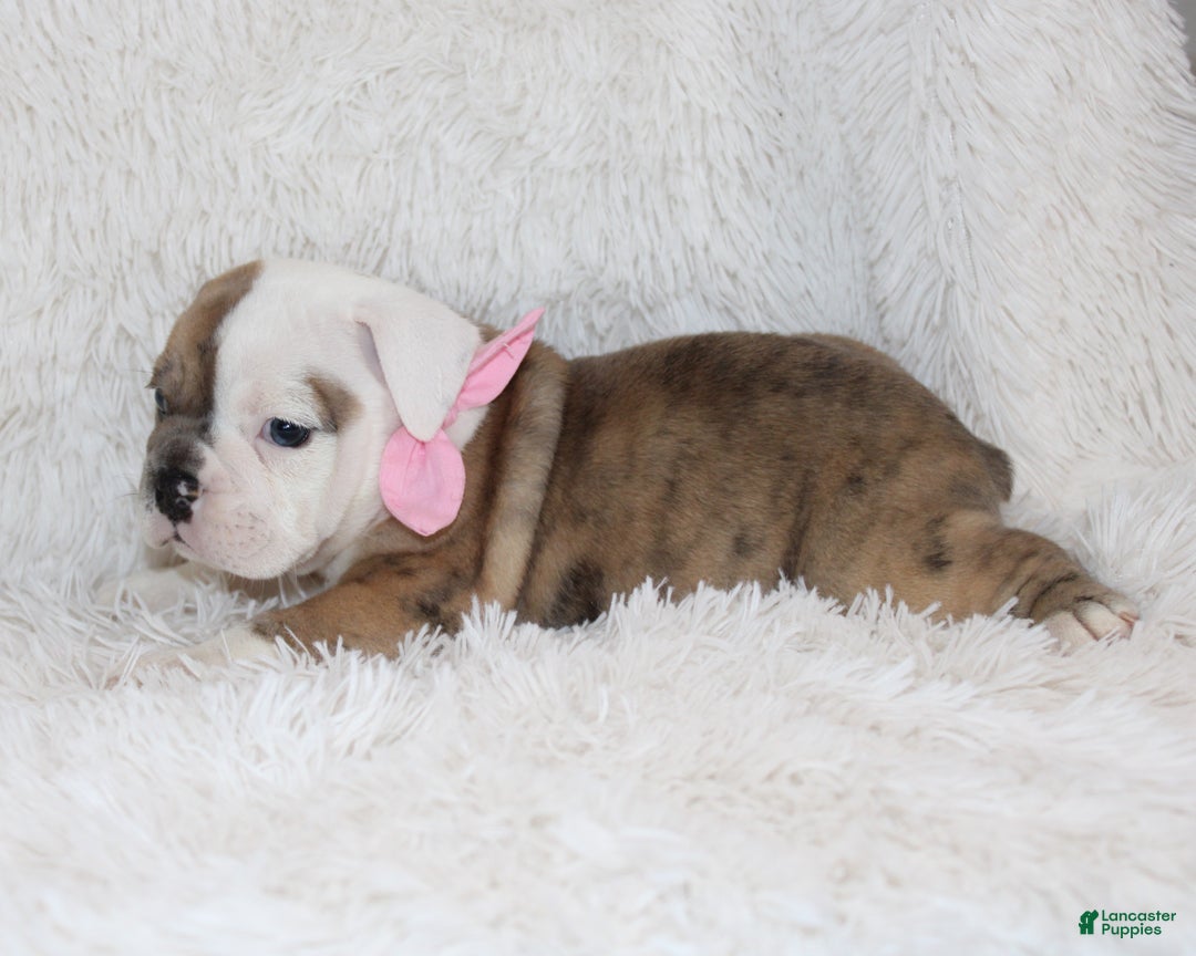 English Bulldog dogs for sale: Raine - Ad 5
