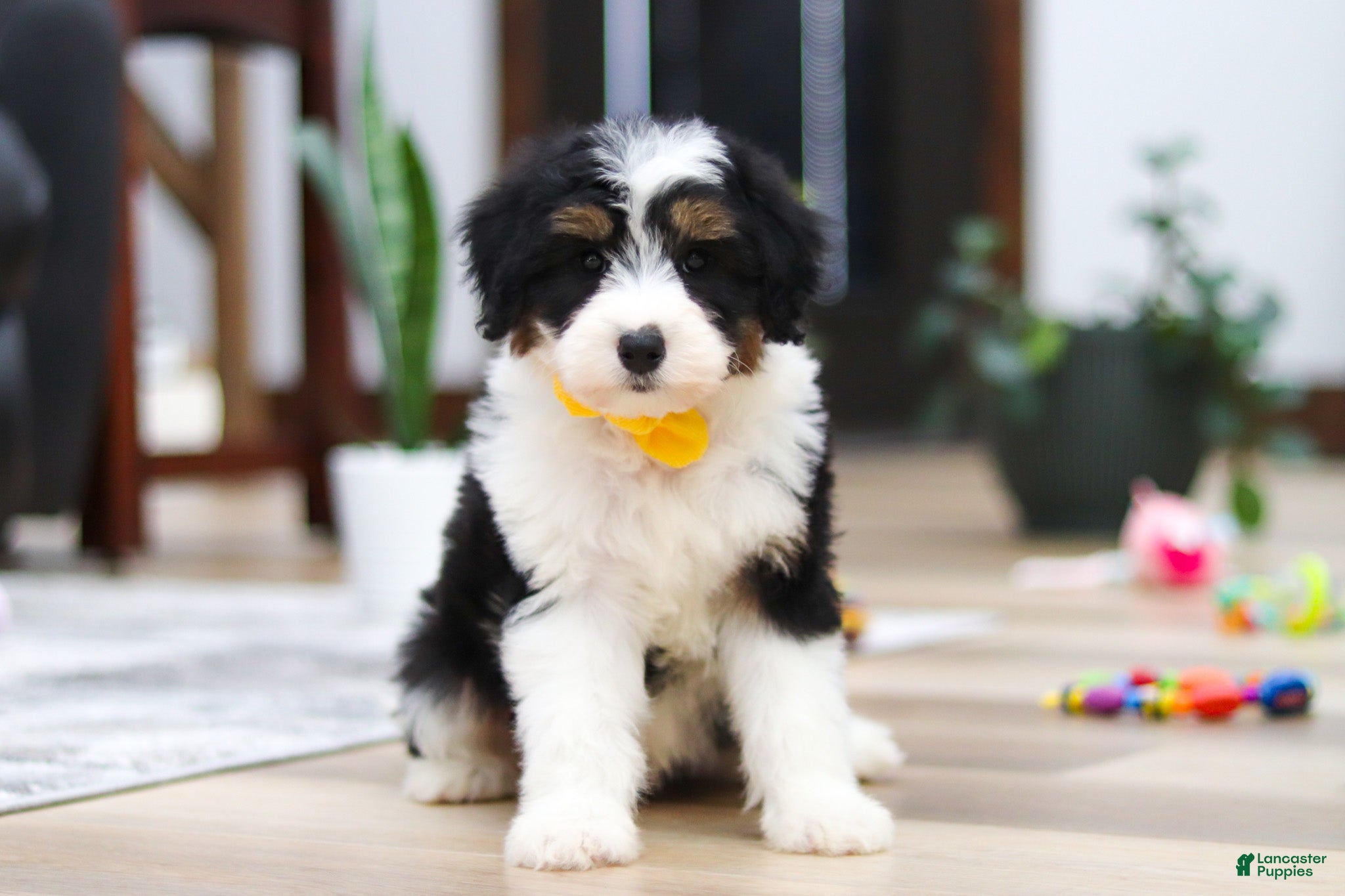 Aussiedoodle dogs Otto - Ad 22