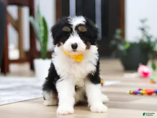 Aussiedoodle dogs Otto - Ad 2