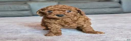 Miniature Poodle dogs for sale: Mini Lola - Ad 10