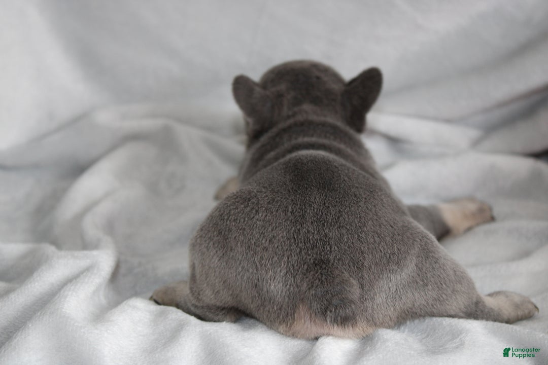 French Bulldog dogs for sale: HARLIE - Ad 3