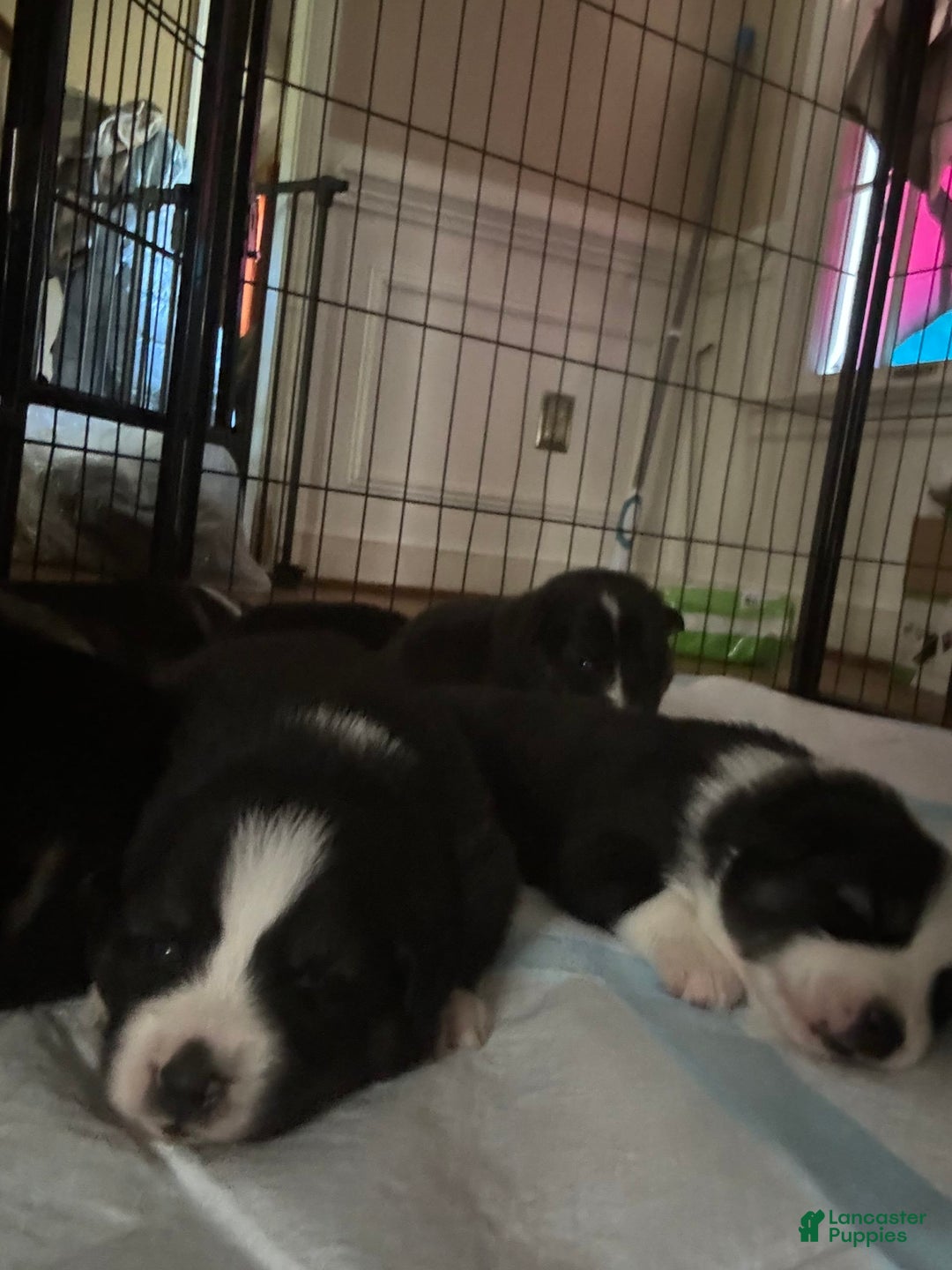 Gallery Image {{count}}