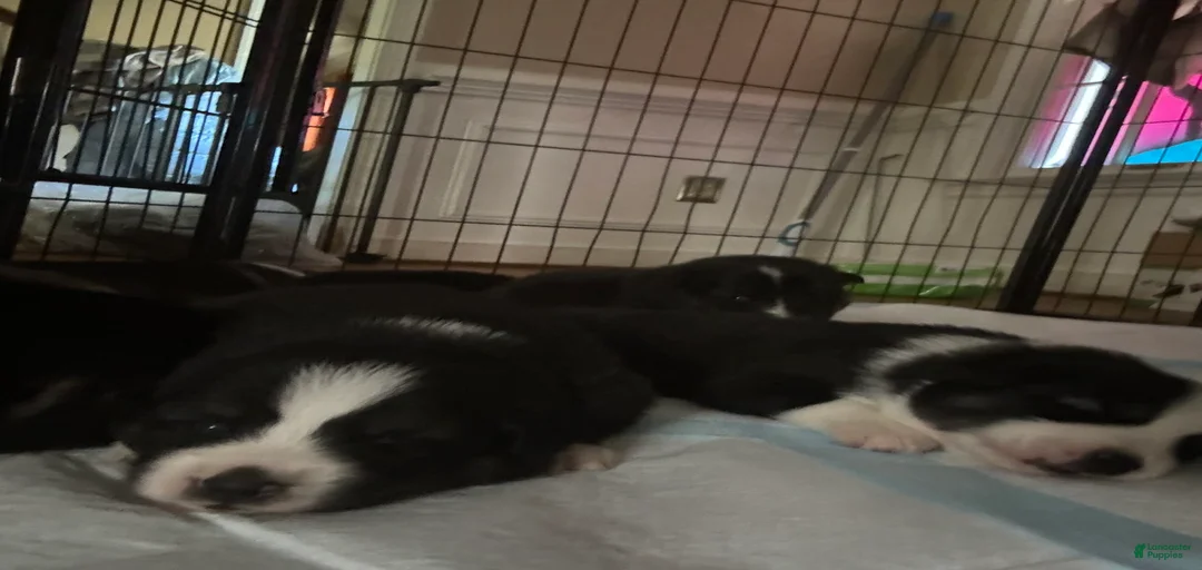 Gallery Image {{count}}