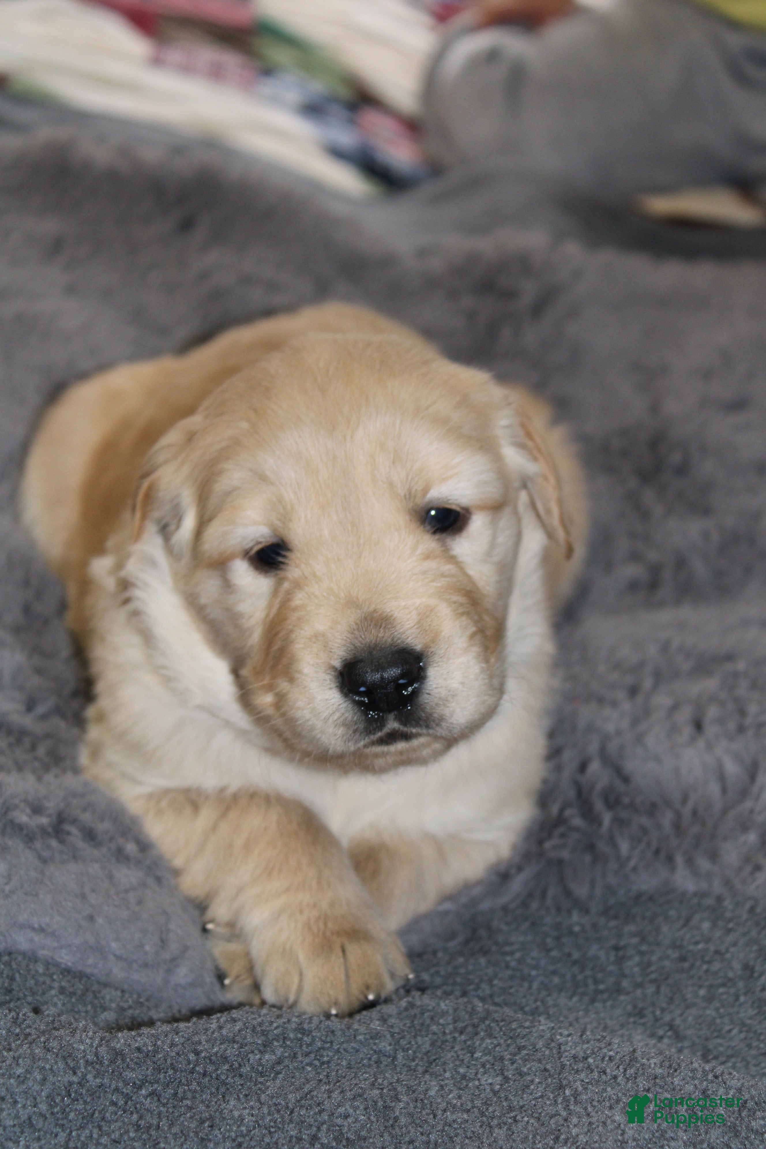 Golden Retriever dogs for sale: Freddie - Ad 1