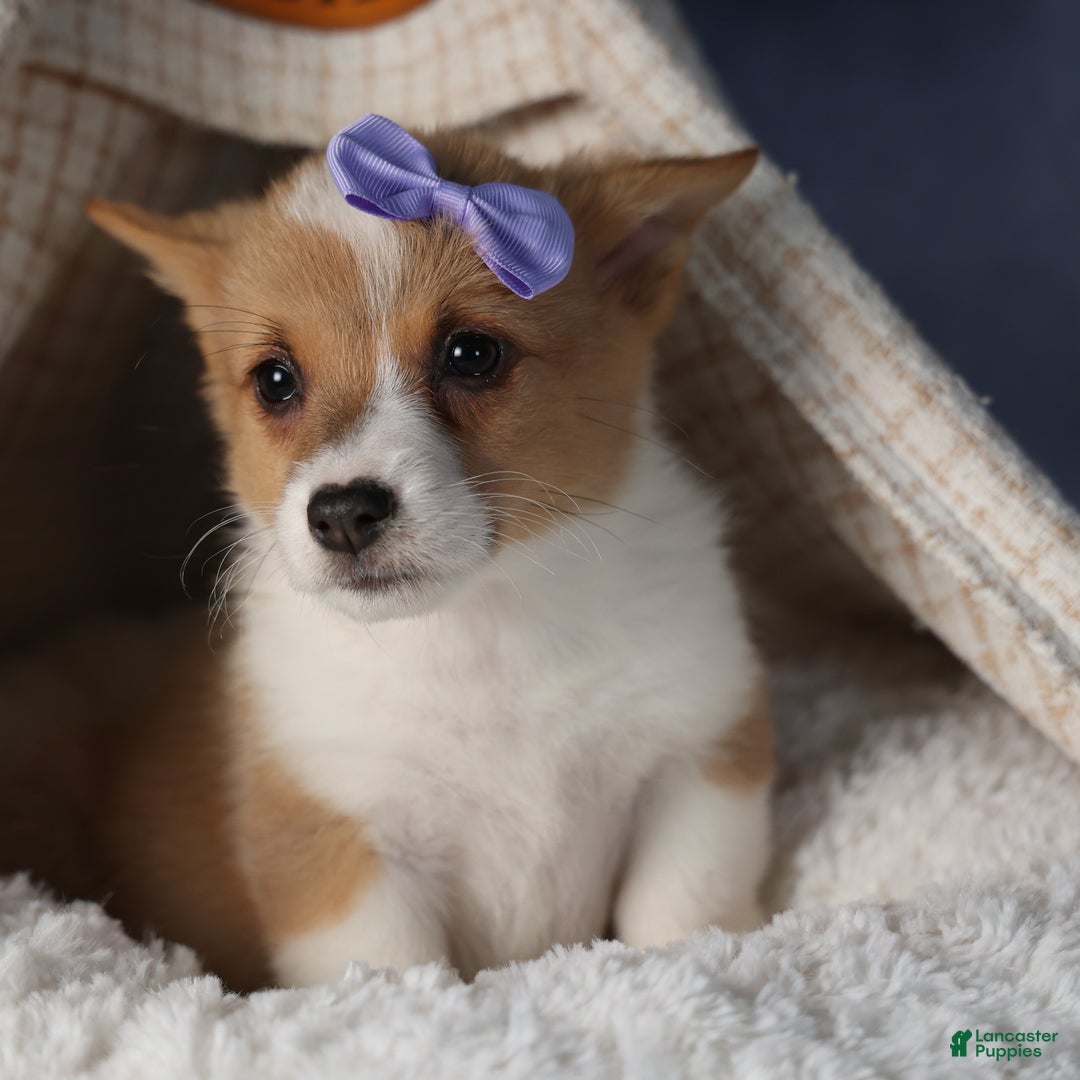Welsh Corgi Pembroke dogs for sale: Dora - Ad 10
