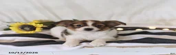 Papillon dogs for sale: Queen   - Ad 3