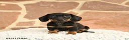 Miniature Dachshund dogs for sale: Dexter - Ad 1