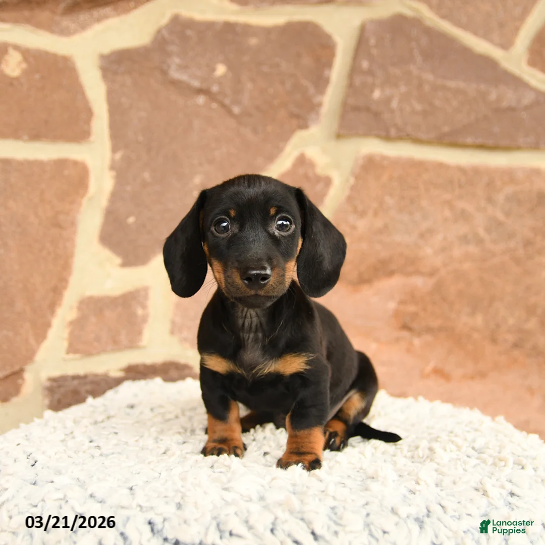 Miniature Dachshund dogs for sale: Dexter - Ad 1